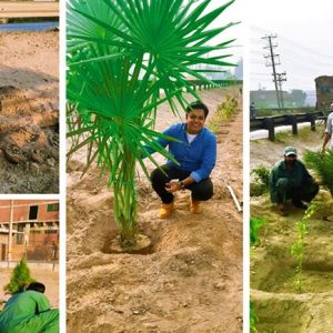 Haleeb Foods starts Plantation at National Highway